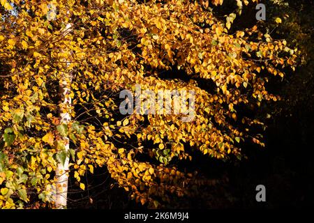 Gelbe Birkenblätter auf einem Ast, Herbst malerische Landschaft Stockfoto