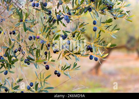 Nahaufnahme von Olivenbaumbästen mit reifen schwarzen Oliven auf der Plantage Stockfoto