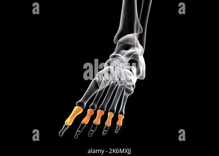 Proximale Knochen des Fußes, Illustration Stockfoto