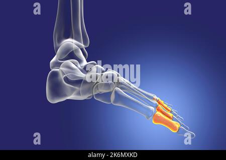 Proximale Knochen des Fußes, Illustration Stockfoto