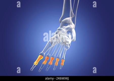 Proximale Knochen des Fußes, Illustration Stockfoto