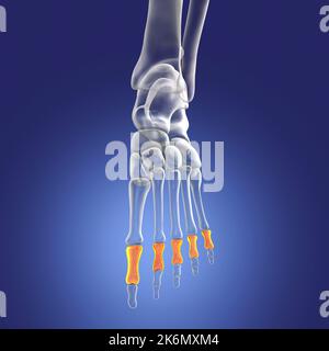 Proximale Knochen des Fußes, Illustration Stockfoto