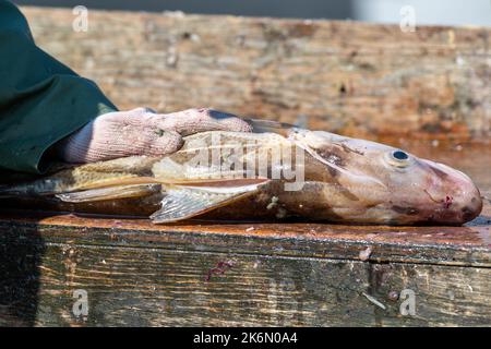 Ein Fischer oder Koch putzt frischen rohen Kabeljaufisch aus dem Atlantik auf einem Spalttisch. Ein langes Messer wird verwendet, um den ganzen rohen Fisch in Filets zu Spalten. Stockfoto