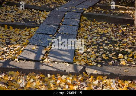 Steinpfad Herbst Ginko Leaves Nezu-Schrein Tokio Japan Stockfoto