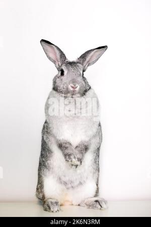 Ein riesiger Chinchilla-Hase, der aufrecht auf seinen Hinterbeinen steht Stockfoto