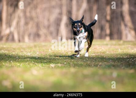 Ein fröhlicher, verspielter Tricolor-Mischlingshund aus Australien, der auf die Kamera zuläuft Stockfoto