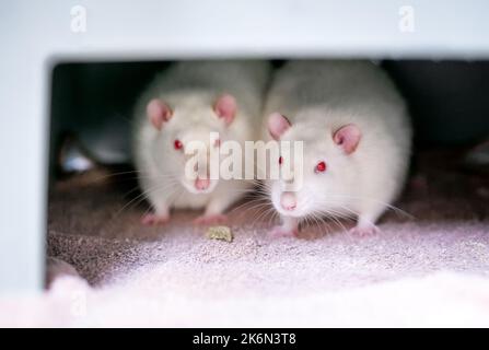Zwei weiße Albino-Tierratten mit roten Augen sitzen zusammen in einem Käfig Stockfoto