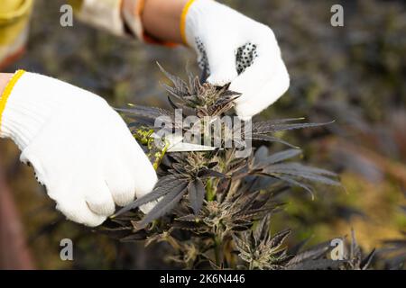 Nahaufnahme der Hände des Landwirts, der Cannabispflanzen schneidet Stockfoto