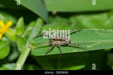 Die dünnbeinige Wolfsspinne (Pardosa) jagt nachts in einem grünen Grasfeld nach Beute. Weit verbreitete Arten in den USA, Kanada und Mexiko. Stockfoto