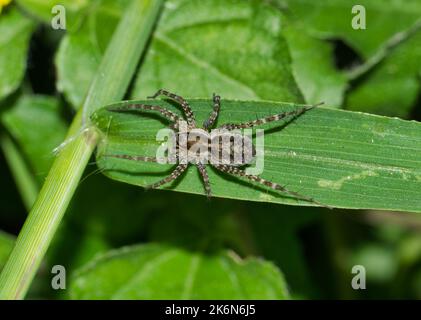 Die dünnbeinige Wolfsspinne (Pardosa) jagt nachts in einem grünen Grasfeld nach Beute. Weit verbreitete Arten in den USA, Kanada und Mexiko. Stockfoto