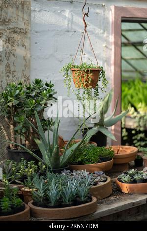 Gemütlicher Pflanzenladen mit Pflanzentöpfen auf Holzvitrine. Startseite floral Design Studio. Kleinunternehmen. Stockfoto