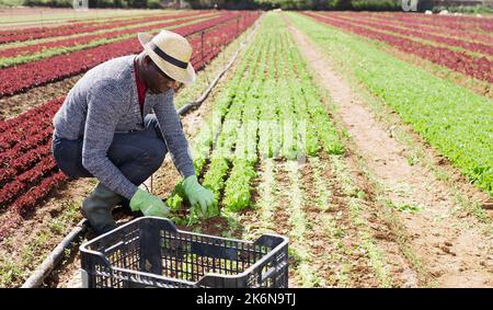 Afroamerikanische Arbeiter sammeln Salat Ernte Stockfoto