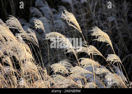 Japanisches Pampagras in Hakone Sengokuhara Japan Stockfoto