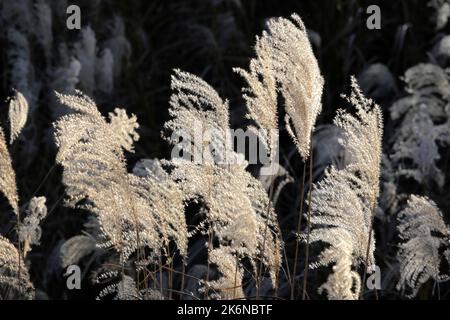 Japanisches Pampagras in Hakone Sengokuhara Japan Stockfoto