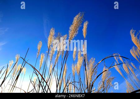 Japanisches Pampagras in Hakone Sengokuhara Japan Stockfoto