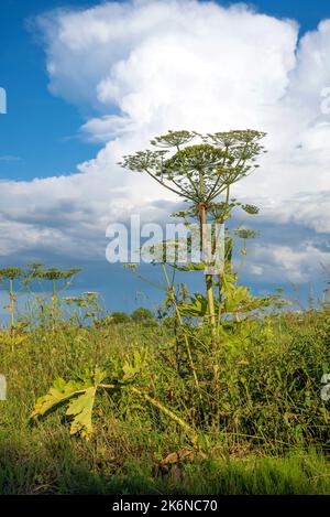 Sosnovskys giftiges Kraut (Heracleum sosnowskyi) an einem sonnigen Juliabend aus der Nähe Stockfoto