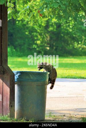 Ein hungriger Waschbär raubt eine Mülltonne. Stockfoto