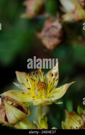 Gelber Blumenbusch Stockfoto