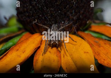Vorderseite der Krabbenspinne Stockfoto