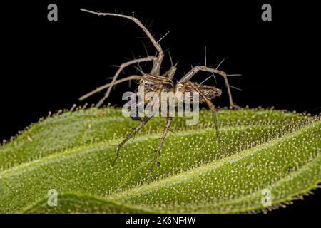 Männliche gestreifte Luchs-Spinne der Gattung Oxyopes Stockfoto