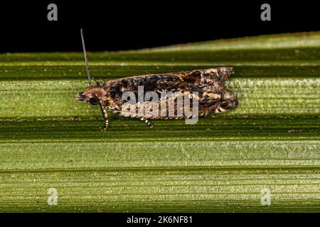 Erwachsener Tortricide Leafroller Moth der Familie Tortricidae Stockfoto