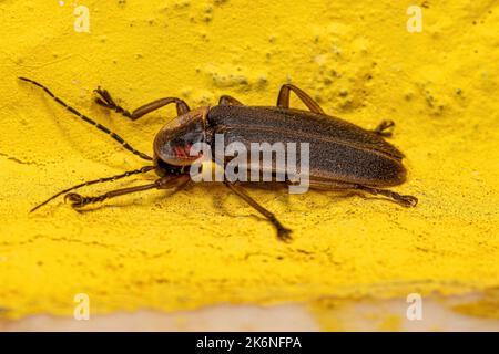 Erwachsener Firefly Beetle der Familie Lampyridae Stockfoto