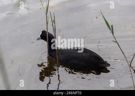 Rotknotenhuhn, Fulica cristata, im Naturpark El Hondo, Gemeinde Crevillente, Provinz Alicante, Spanien Stockfoto