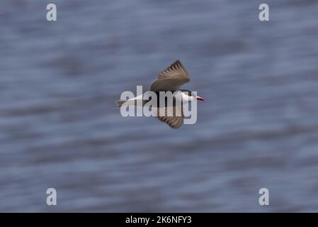 Schnurrseeschwalbe, Chlidonias hybrida. Foto aufgenommen im Stausee Vicario, Provinz Ciudad Real, Spanien Stockfoto