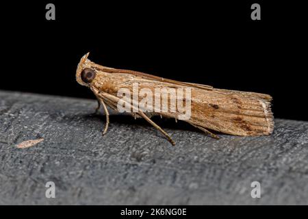 Adulter kleiner Cornstalk Borer Moth der Art Elasmopalpus lignosella Stockfoto