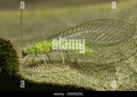 Erwachsener typischer grüner Laceau der Gattung Ceraeochrysa Stockfoto