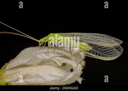 Erwachsener typischer grüner Laceau der Gattung Ceraeochrysa Stockfoto