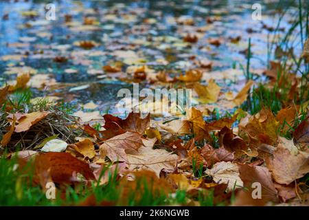 Seeufer übersät mit heruntergefallenen Blättern. Konzept der Natur und goldener Herbst. Stockfoto