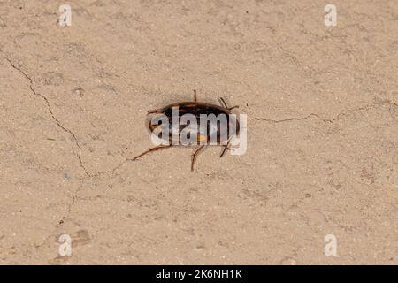 Ausgewachsener Dunkelkäfer der Familie Tenebrionidae Stockfoto