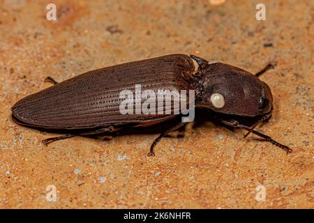 Adult Fire Click Käfer der Tribe Pyrophorini Stockfoto