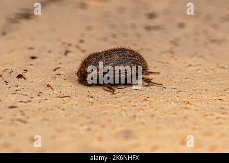 Erwachsener kleiner Dung-Käfer der Unterfamilie Scarabaeinae Stockfoto