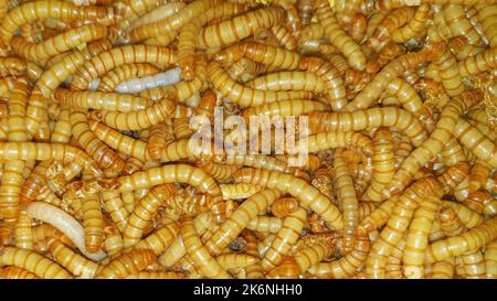 Hintergrund der lebenden Mehlwürmer-Larven. Geeignet für Futter oder Fischbate, Futter für Eidechsen und Reptilien. Stockfoto