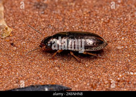 Erwachsener Bodenkäfer der Unterfamilie Harpalinae Stockfoto