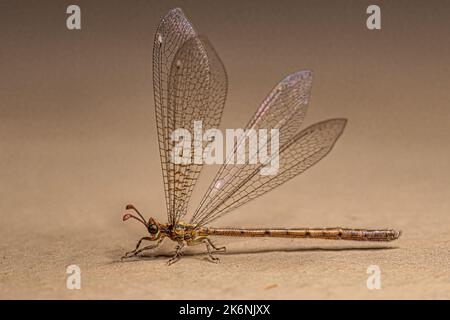 Insekt der erwachsenen Antlion der Familie Myrmeleontidae Stockfoto