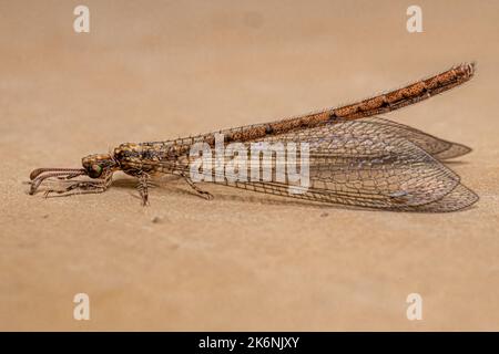 Insekt der erwachsenen Antlion der Familie Myrmeleontidae Stockfoto