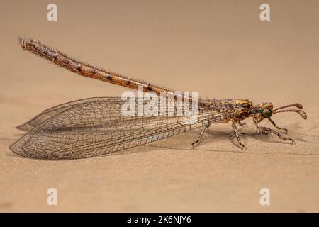 Insekt der erwachsenen Antlion der Familie Myrmeleontidae Stockfoto