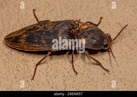 Adult Fire Click Käfer der Tribe Pyrophorini Stockfoto