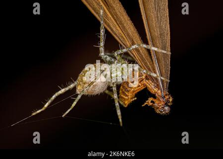 Kleine Wickelspinne der Gattung Thaumasia, die auf einer Termite preschen Stockfoto