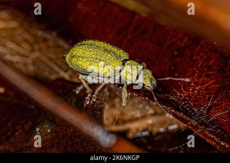 Adulter Breitnasen-Weevil des Stammes Naupactini Stockfoto