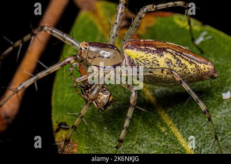 Erwachsene Luchs-Spinne der Art Peucetia rubrolineata, die ein Insekt ausrauben Stockfoto