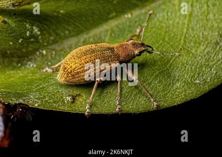 Adulter Breitnasen-Weevil des Stammes Naupactini Stockfoto