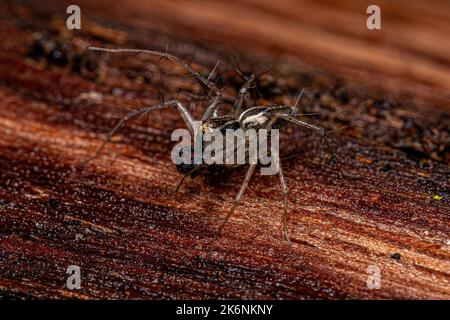 Männliche gestreifte Luchs-Spinne der Gattung Oxyopes Stockfoto