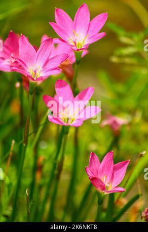 Pink Rain Lilies auch als rosige Regenlilien bekannt, die im sonnigen Garten blühen Stockfoto