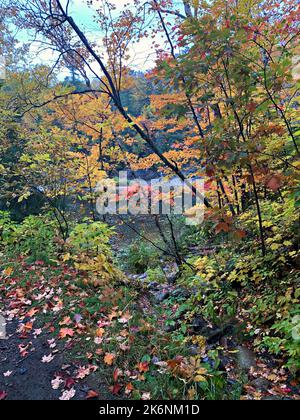 Faszinierende Herbstfarben/Herbstfarben/Laub an der Batchawana Bay/Chippewa Falls/River-Ontario/Canada Stockfoto