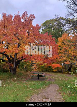 Faszinierende Herbstfarben/Herbstfarben/Laub an der Batchawana Bay/Chippewa Falls/River-Ontario/Canada Stockfoto