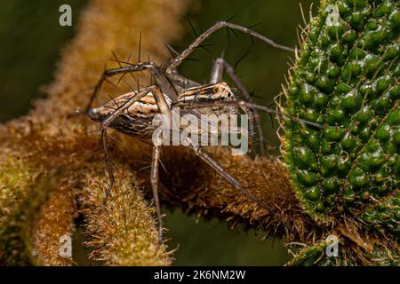 Weibliche gestreifte Luchs-Spinne der Gattung Oxyopes Stockfoto